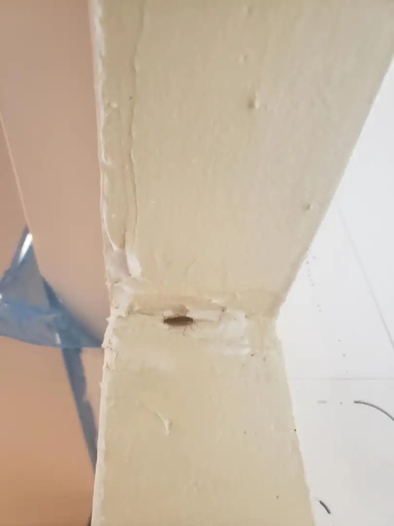 Désinsectisation à Toulon : Éradication des cafards dans une boucherie